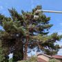 Photo of Champion Tree Trimming Service