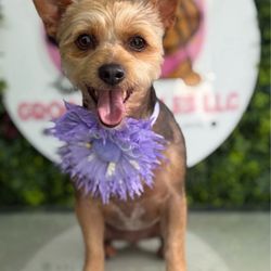 Groomingwles