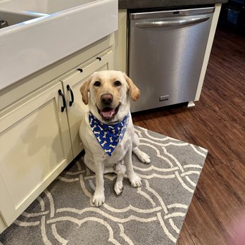 Carol's Dog Grooming - Pet Stores Near Me - Chico, California Carol's Dog Grooming - Pet Stores Near Me - Chico, California