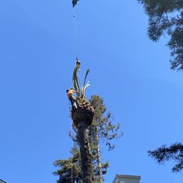 palm frond removal
