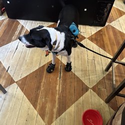 Colfax Ale Cellar - Dog friendly inside!