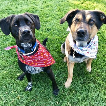 Petco - Another excellent groom job by Kimmy!! She is amazing! And my dogs love her :) - Pet Stores Near Me - Antelope, California Petco - Another excellent groom job by Kimmy!! She is amazing! And my dogs love her :) - Pet Stores Near Me - Antelope, California