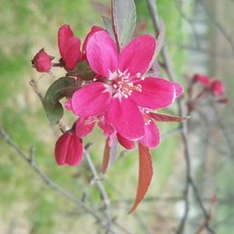 Flower Flower