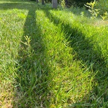 A J Tomasi Nurserie - dog in the grass - Landscaping Near Me - Pembroke, Massachusetts A J Tomasi Nurserie - dog in the grass - Landscaping Near Me - Pembroke, Massachusetts