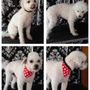 Photo of Bellissima Dog Boutique