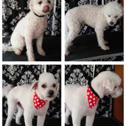 Bellissima Dog Boutique - Just some of my few clients