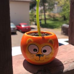 Austin Property Management - Plant on sill