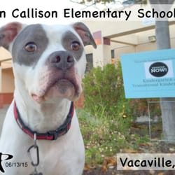 Jean Callison Elementary - HAPA Boy - 'Ready for preregistration...