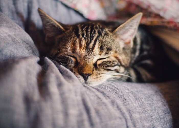 The Enlightened Kitty Bed & Breakfast - pet boarding facility in San Diego, CA