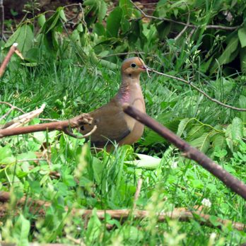 Oronoco Bay Park - A mourning dove gathering twigs in  Oronoco Bay Park. - Parks Near Me - Alexandria, Virginia