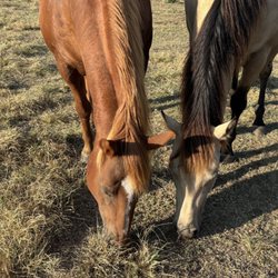 Rebecca Hubbard - Horses