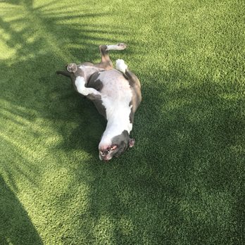SD Turf Builders - Artificial Turf Near Me SD Turf Builders - Artificial Turf Near Me
