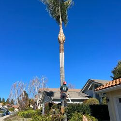 First Class Tree Service - After