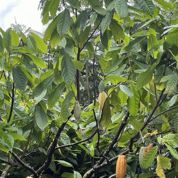 Lydgate Farms - cacao trees - Botanical Gardens Near Me - Kapaa, Hawaii Lydgate Farms - cacao trees - Botanical Gardens Near Me - Kapaa, Hawaii