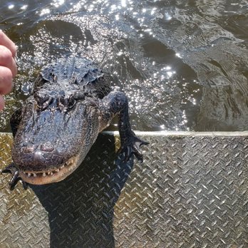 2 Da Swamp - Hey Joe. - Boat Tours Near Me - Des Allemands, Louisiana 2 Da Swamp - Hey Joe. - Boat Tours Near Me - Des Allemands, Louisiana