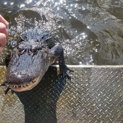 2 Da Swamp - Hey Joe.