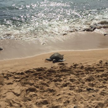 Oahu Nature Tours - Sea turtle on the beach! - Tours Near Me - Honolulu, Hawaii Oahu Nature Tours - Sea turtle on the beach! - Tours Near Me - Honolulu, Hawaii