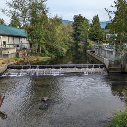 Stream where you can see Salmon