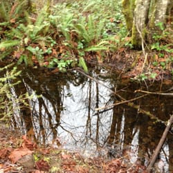 Chehalis Western Trail - A small pond