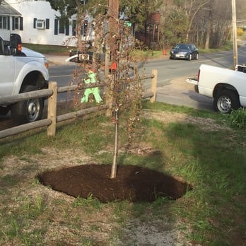 Solomon Landscaping - a tree planted in a hole - Landscaping Near Me