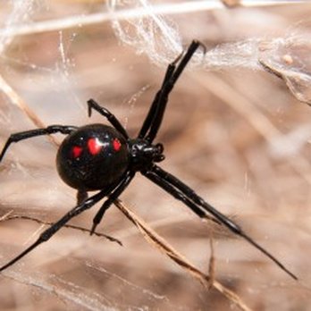 Pest Predator - Maintain a Safe, Sanitary Workspace FIND COMMERCIAL PEST CONTROL SERVICES IN THRONTON, BRIGHTON, LOUISVILLE AND THE SURROUNDI... - Pest Control Near Me - Brighton, Colorado Pest Predator - Maintain a Safe, Sanitary Workspace FIND COMMERCIAL PEST CONTROL SERVICES IN THRONTON, BRIGHTON, LOUISVILLE AND THE SURROUNDI... - Pest Control Near Me - Brighton, Colorado