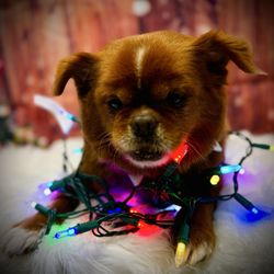 Nauti Dogs Professional Grooming - Sweet Mufasa light up for Christmas