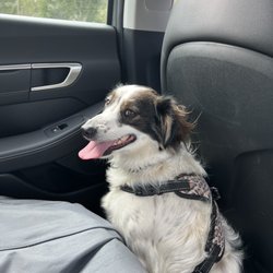 Leander Veterinary Clinic - Puck 2 Years Border Collie Mix