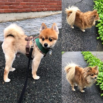 Soft Paws - My Pom before and after - 2019 spring hair cut - Pet Groomers Near Me - Newtonville, Massachusetts