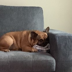 Easttide CBD - 33 lb French bull dog named mellow is now mellow thanks to Easttide cbd dog treat products