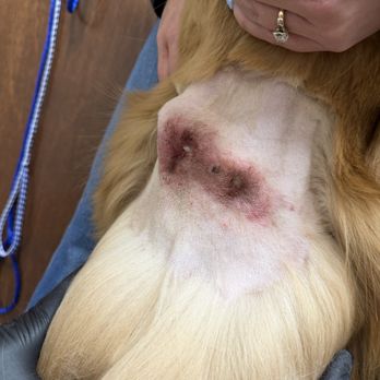 U Dirty Dawg - Pet Training Near Me - Greenwood, Indiana U Dirty Dawg - Pet Training Near Me - Greenwood, Indiana