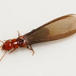 Nixtermite