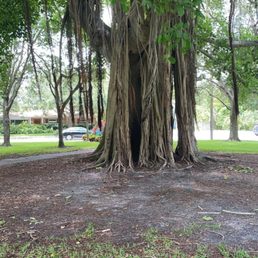 Fig- family tree Fig- family tree