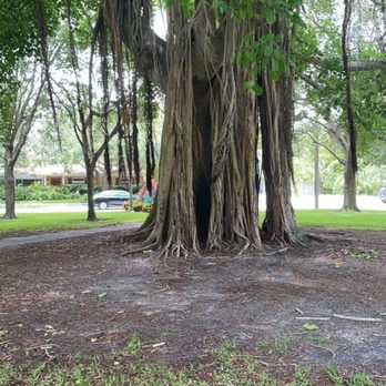 Crescent Lake Park - Fig- family tree - Playgrounds Near Me - St. Petersburg, Florida Crescent Lake Park - Fig- family tree - Playgrounds Near Me - St. Petersburg, Florida