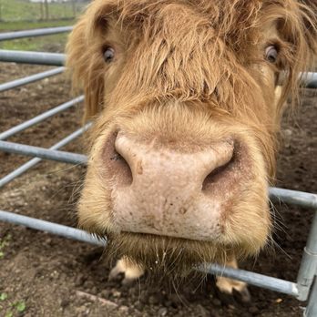 American Made Farm Sanctuary - Petting Zoos Near Me - Petaluma, California