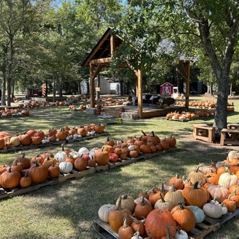 Living Hope Pumpkin Patch - Pumpkin Patches Near Me - Baytown, Texas Living Hope Pumpkin Patch - Pumpkin Patches Near Me - Baytown, Texas