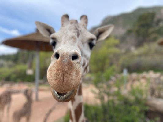 Cheyenne Mountain Zoo by null