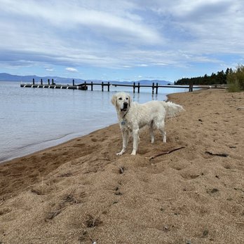 Wild Blue Dog Camp - Summer Camps Near Me - Seal Beach, Nevada