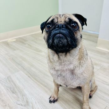 Toko’s Pet Spa - Dog - Pet Groomers Near Me - Honolulu, Hawaii