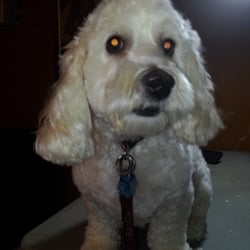 Animal Grooming n Sitting - Medium size pets $45 full grooming