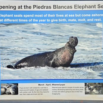 Elephant Seal Vista Point - Beaches Near Me - San Simeon, California Elephant Seal Vista Point - Beaches Near Me - San Simeon, California
