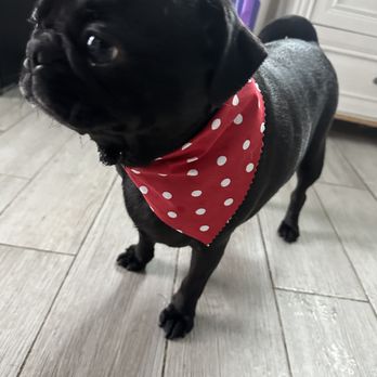 Puppy Salon - Pet Groomers Near Me - Whittier, California Puppy Salon - Pet Groomers Near Me - Whittier, California