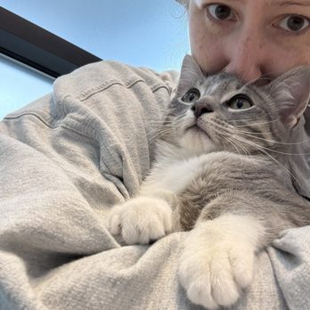 Metrovet Veterinary Clinic - Ferguson's first visit! - Veterinarians Near Me - Boston, Massachusetts