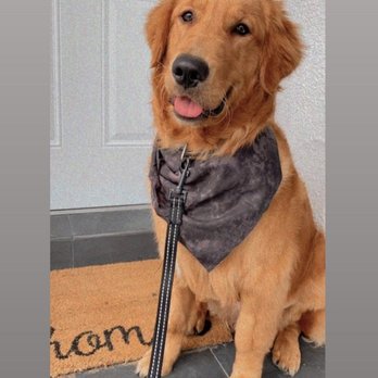 Salty Canine - Murphy | Golden Retriever - Pet Groomers Near Me