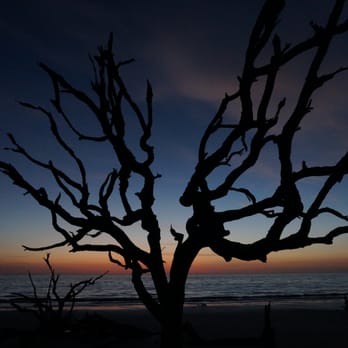 Driftwood Beach - Sunrise - Beaches Near Me - Jekyll Island, Georgia