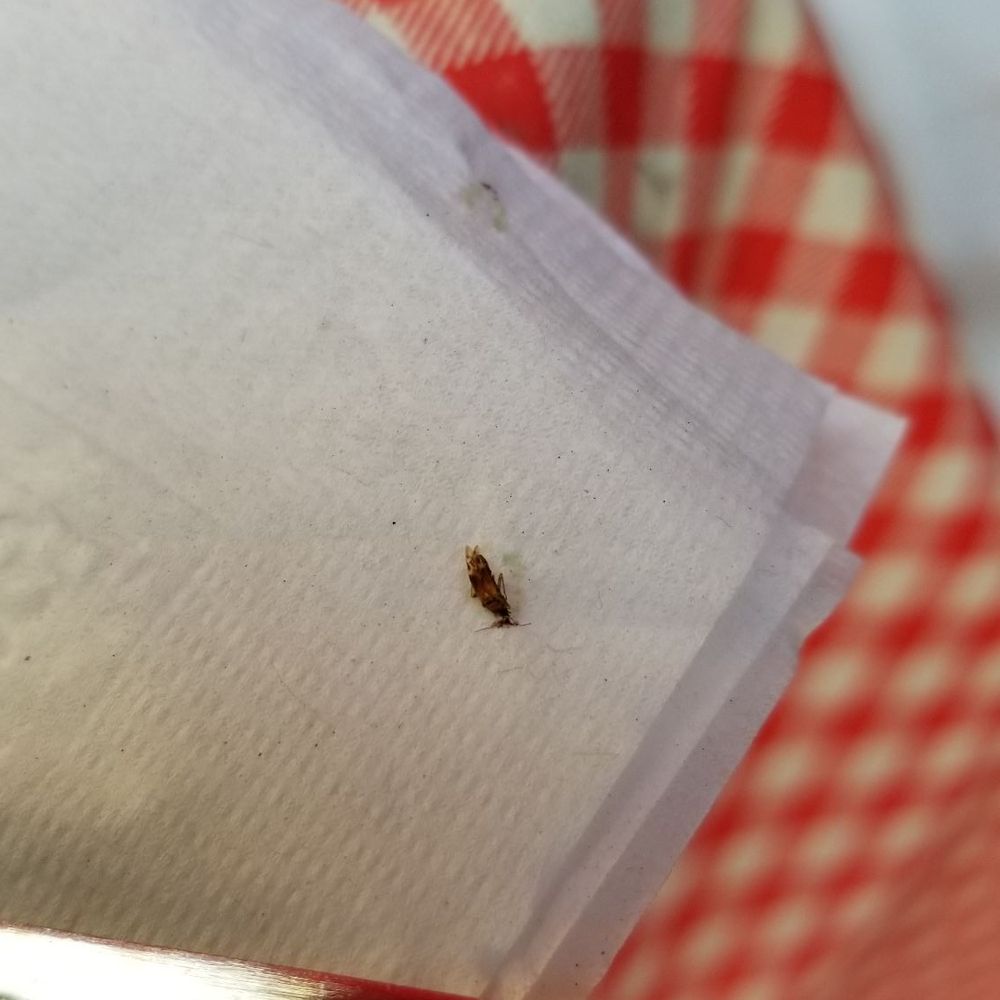 Applejack Diner - It was only a baby roach. I'm sure the mama and daddy roaches are all back in the kitchen somewhere. - Diners Near Me - New York, New York Applejack Diner - It was only a baby roach. I'm sure the mama and daddy roaches are all back in the kitchen somewhere. - Diners Near Me - New York, New York