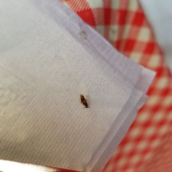 Applejack Diner - It was only a baby roach. I'm sure the mama and daddy roaches are all back in the kitchen somewhere. - Diners Near Me - New York, New York Applejack Diner - It was only a baby roach. I'm sure the mama and daddy roaches are all back in the kitchen somewhere. - Diners Near Me - New York, New York
