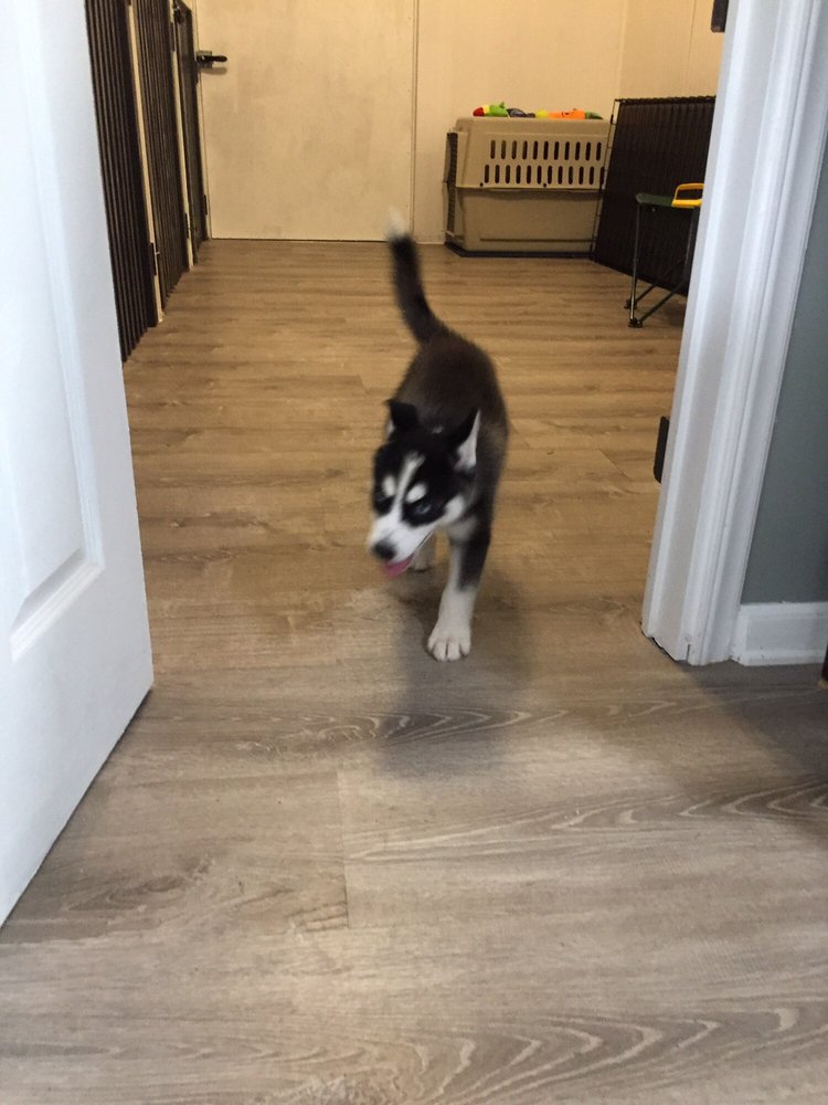 FLOYD’S GOOD DOG KENNELS 82 Photos 305 Louisville Rd, Grovetown