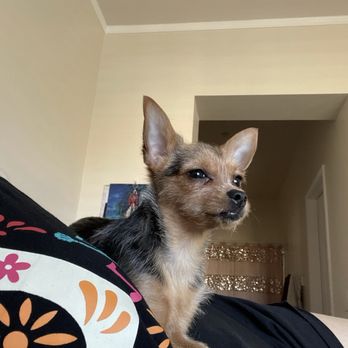 Muddy Paws OC - Pet Groomers Near Me - Orange, California