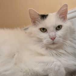 Sit + Stay Over - Rosie being beautiful!
