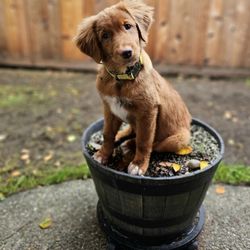 Ready Pup Go - Puppy in a pot